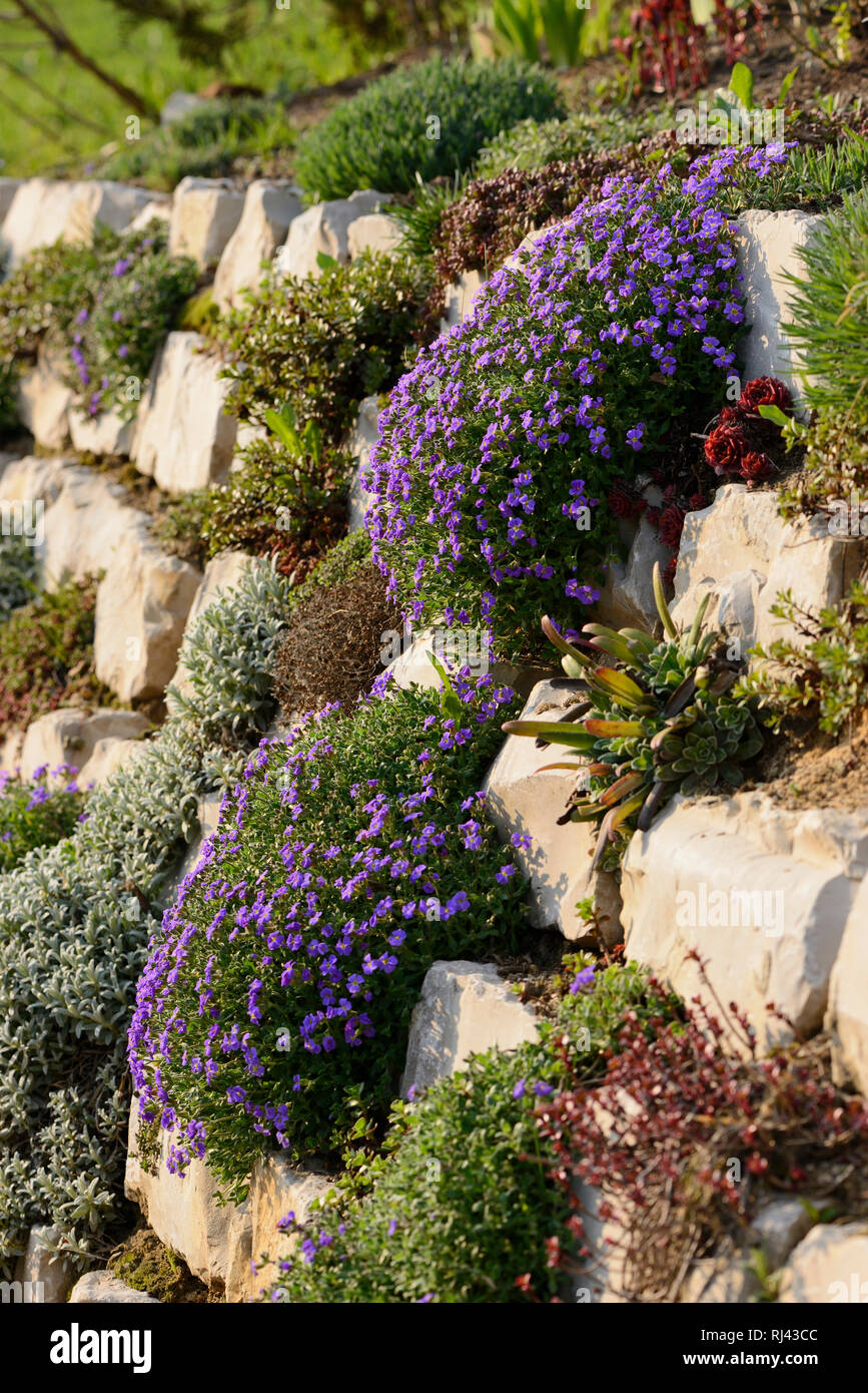 Blaukissen, Aubrieta gracilis, Steinwand, Bl?ten, Stock Photo