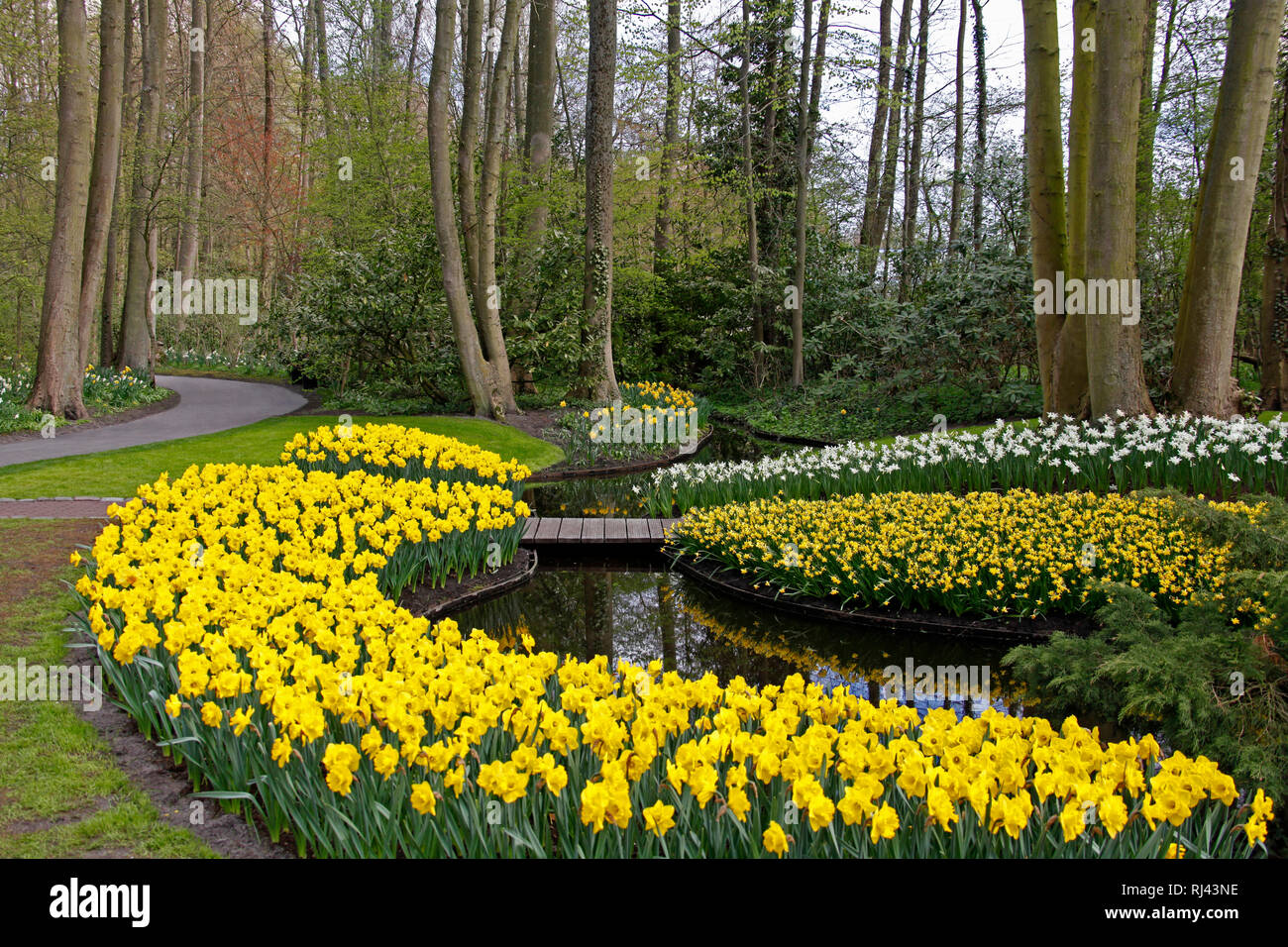 Niederlande, Lisse, Keukenhof, pr?chtige Blumenbeete mit Narzissen, Stock Photo