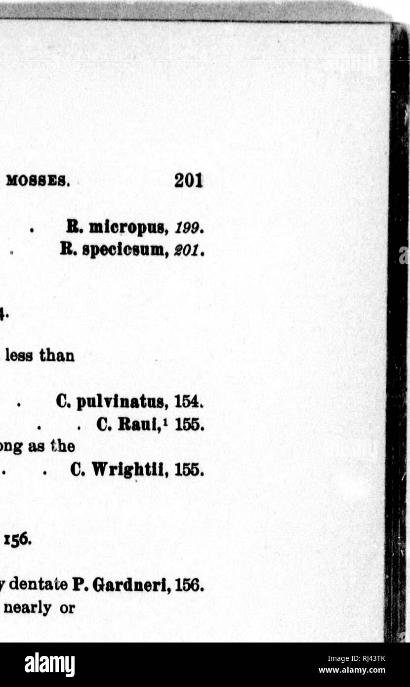 . Analytic keys to the genera and species of North American mosses [microform]. Mosses; Mousses. riSCONSlN. Dtand R. depresgnm, 148. urrent . B. JuslcnUre, 148. B. Nevli, 148. B. ]laconiiiJ,&gt; 193. teeth B. robnstlfollnin, 19S. B. fasclcnlare, 160. B. Tarlnm,* 150. B. caneBcens, 151. e pa- B. protensam, l9g. It. ': mierooarpnni,* 160. t. lannglnosam,* 151. B. canescens,* 161. heterostiohnm,* 149. mens, seems to be refera- this species (fide J, Car- 4 155. Costa forming a rough hyaline point twice as long as the leaf C. WrlghtU, 155. PTYCHOMITRIUM, p. 156. Plants large (3 cm. +), leaves acumi Stock Photo