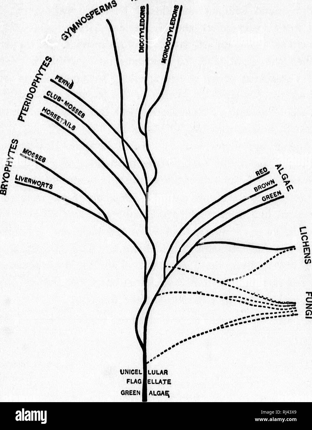 Tree identification Black and White Stock Photos & Images Alamy