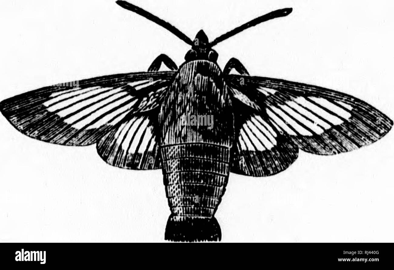 Pictures Of Moths In Canada