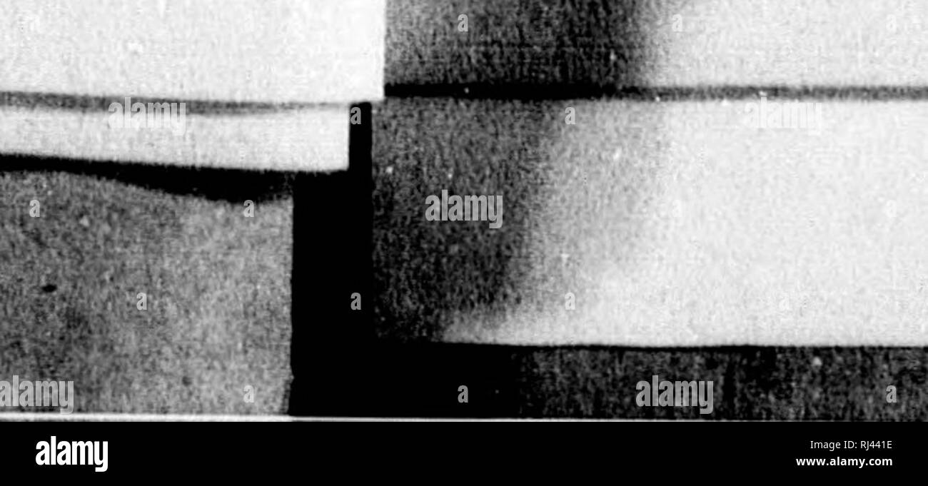 . Check list of insects of the Dominion of Canada [microform]. Insects; Entomology; Insectes; Entomologie. ''^.!. chus Oeoffr. is Web. erZec. kticollis Lee. ems Leo. atuB Sap. us Steph. atiis Papk. w Lee. us Lee, js Kraatz. collia Oliv. nis Lee. sPab. itus Sap. Sap. a. Serv. m Lee. nus Serv. 3 Fab. ams. Say. lus Hald. ma. irp. yrat. iec. 'oy. )0. erv. faft. a Lap. 'bp. â i f.vj SMnpeitris Oliv. Xjflotrechus Ohev. OOlonuB Fab. Mfittatus Oerm. qindriinaculatug Hold. tniklalatus Sap. liiJeuB Kirbp, N|BoBa8 Sap. lytus Thorns, ins Fab.  iraea Sap. liluricatuluB Kirbp. ffytbrocephalus Fab. longipes Stock Photo