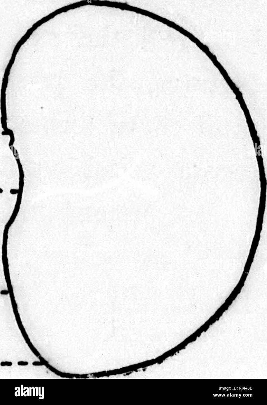 . The teaching botanist [microform] : a manual of information upon botanical instruction : together with outlines and directions for a comprehensive elementary course. Botany; Botanique. -micropi/k—' hilurn---. raphe-. c'iala7.a,—- Fig. 12. — Good drawing, by a beginner, of Lima Bean, XiJ. made, but in these every line and spot should have its mean- ing, and nothing admitted for which there is not an equivalent in the seed. Outlines should be firm, clear, and complete, and haziness not permitted. The drawings should not be a com- posite made up from several specimens, but an accurate draw- ing Stock Photo