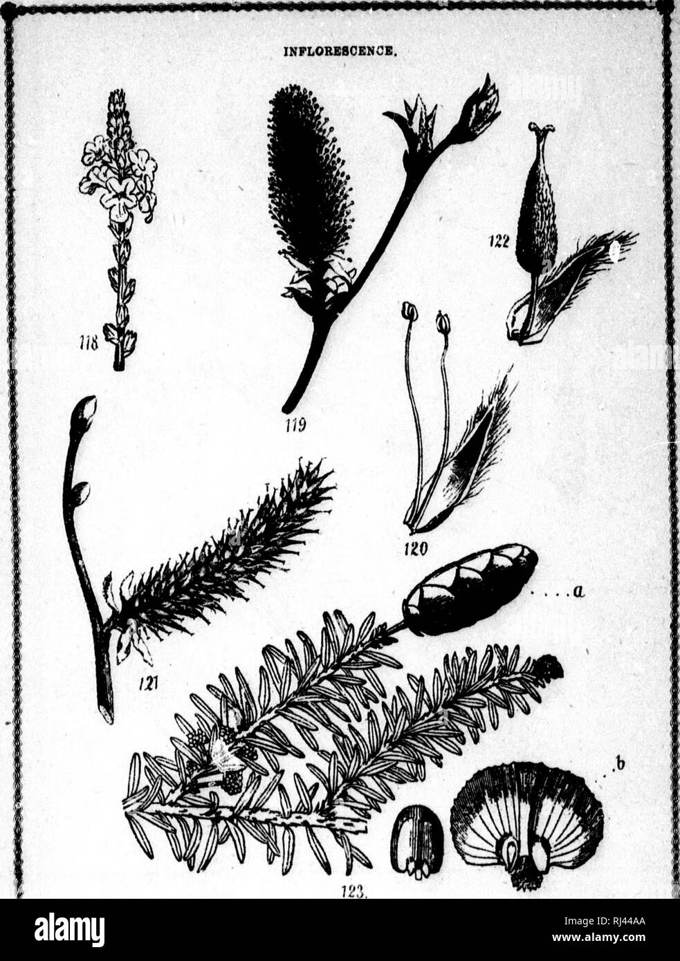 Cours Elementaire De Botanique Et Flore Du Canada A L Usage Des Maisons D Education Microforme Botanique Plantes Botany Plants Planche Xvn 118 Epi 119 1 121 Et 122 Chiitonmole Et Chaton Femelle Du