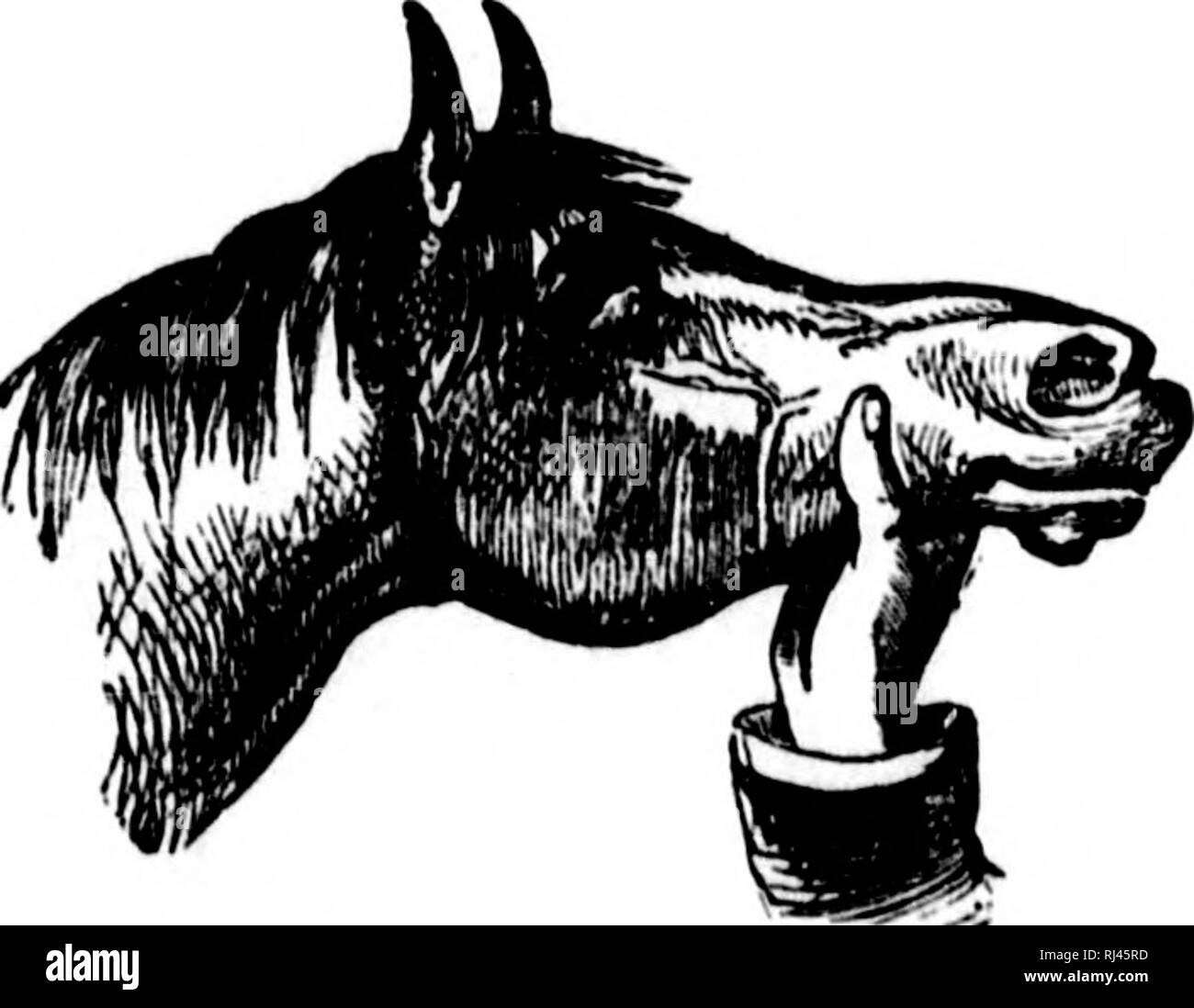 Persistent sheep Black and White Stock Photos & Images Alamy