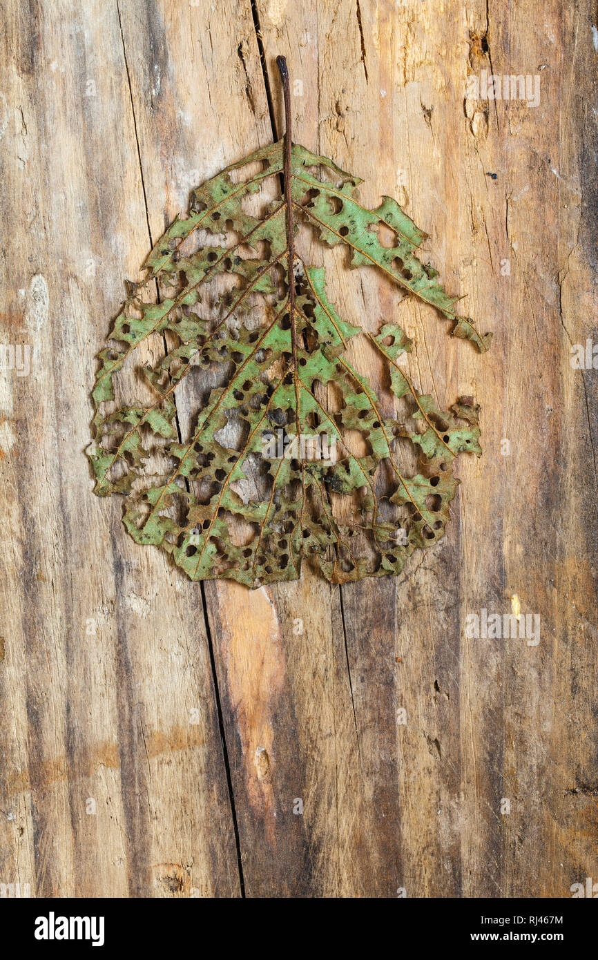 Herbstliches Blatt mit Fraßspuren von Insekten Stock Photo