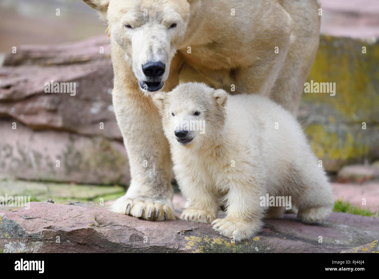 Eisb?ren, Ursus maritimus, Muttertier, Jungtier, Felsen, frontal, stehen, Blick Kamera Stock Photo