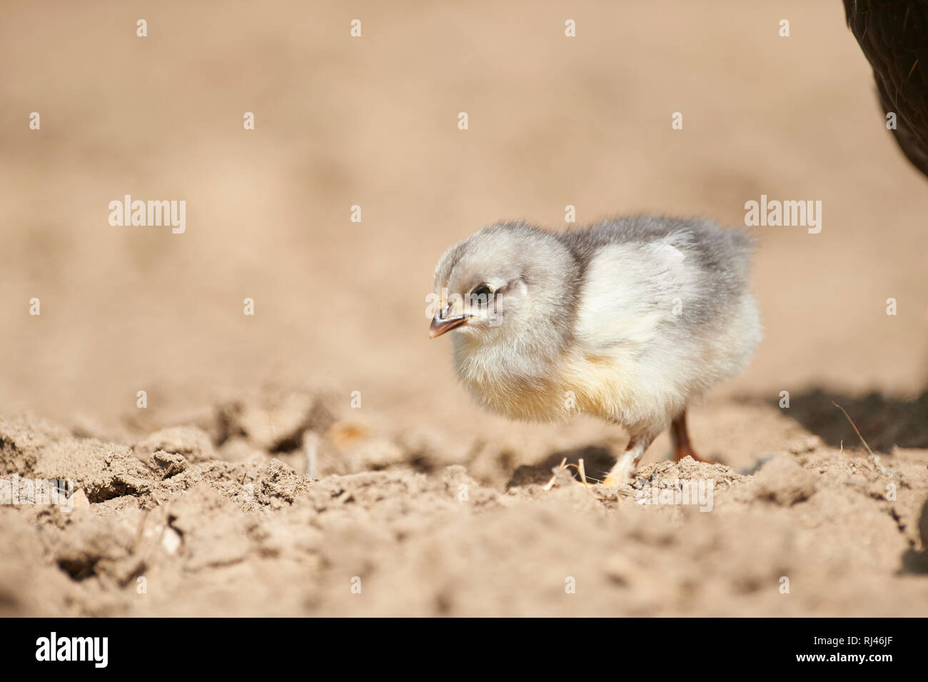 Haushuhn, Gallus gallus domesticus, Küken, Wiese, frontal, stehen Stock Photo