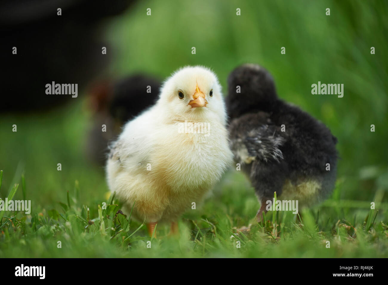 Haushühner, Gallus gallus domesticus, Küken, Wiese, frontal, stehen, Blick Kamera Stock Photo