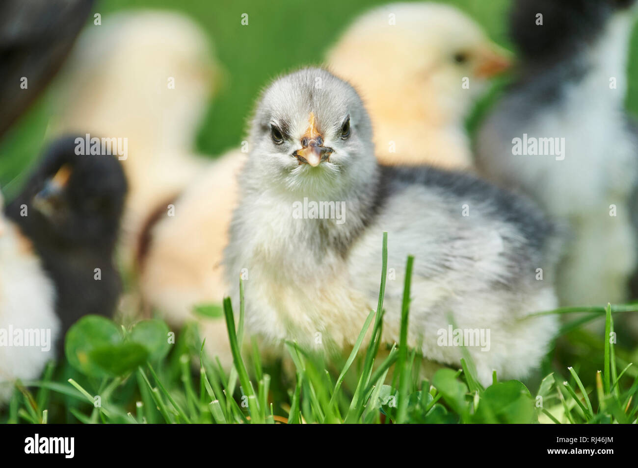 Haushühner, Gallus gallus domesticus, Küken, Wiese, frontal, stehen, Blick Kamera Stock Photo