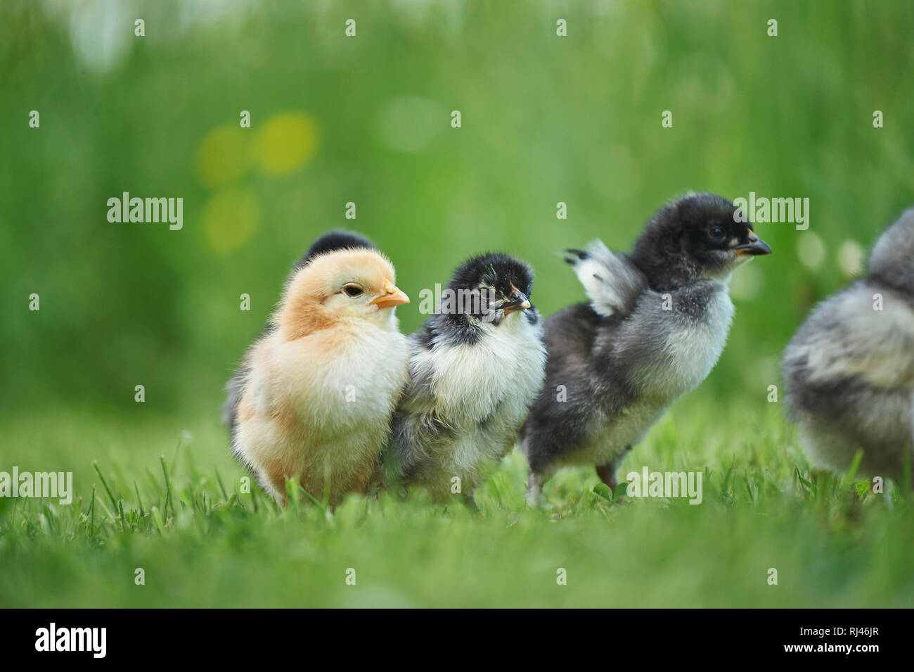 Haushühner, Gallus gallus domesticus, Küken, Wiese, seitlich, stehen Stock Photo