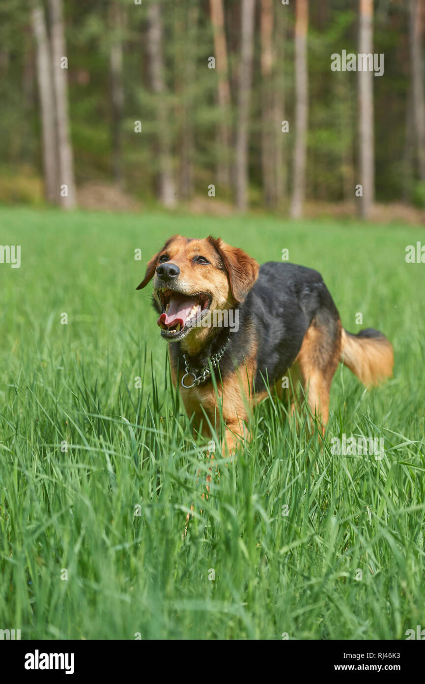 Mischlingshund, Wiese, frontal, laufen, Blick Kamera Stock Photo