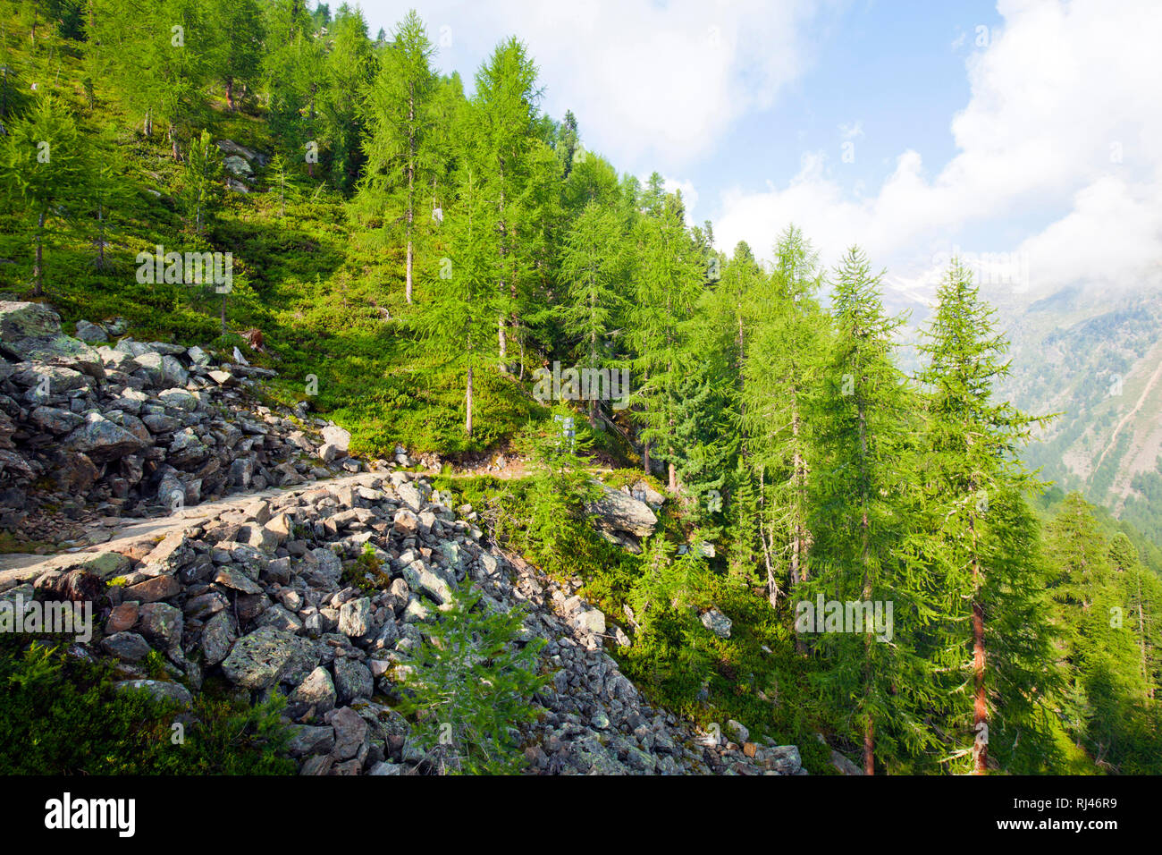 Wanderweg im wald hi-res stock photography and images - Alamy