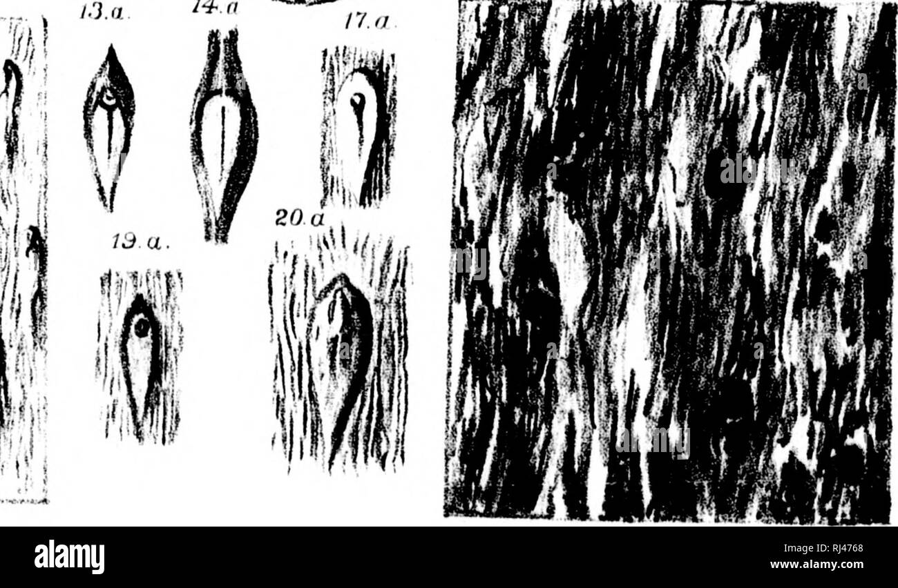 . Report on the fossil plants of the lower carboniferous and millstone grit formations of Canada [microform]. Paleobotany; Geology; PalÃ©obotanique; GÃ©ologie. A'/ mm mmm m mMim. ^ . 'J flei' i &gt;'â¢;.â ,, ro |,.,|, Mon^rtdi LEPIDODENDRON CORRUGATUM, LOWER CARBONIFEROUS.. Please note that these images are extracted from scanned page images that may have been digitally enhanced for readability - coloration and appearance of these illustrations may not perfectly resemble the original work.. Dawson, J. W. (John William), Sir, 1820-1899; Geological Survey of Canada. [Montreal? : s. n. Stock Photo