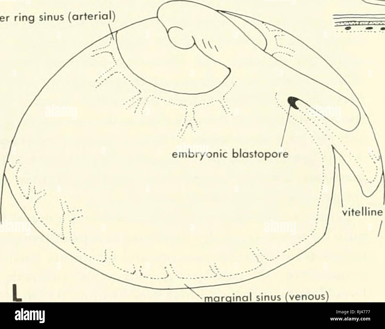Prechordal plate hires stock photography and images Alamy