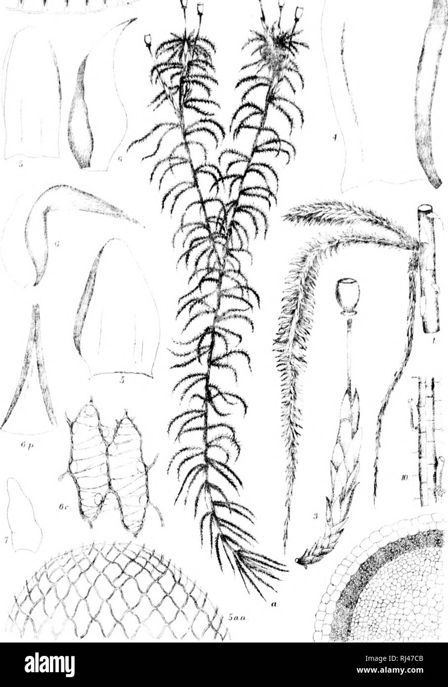 The Sphagnaceae Or Peat Mosses Of Europe And North America Microform Mosses Bryophytes Bryophytes Mousses Bryophytes Bryophytes Pi Xiv F 5 T S Quot A Quot Gt Bt Amp Lhiwalt Lei Ai Liat W