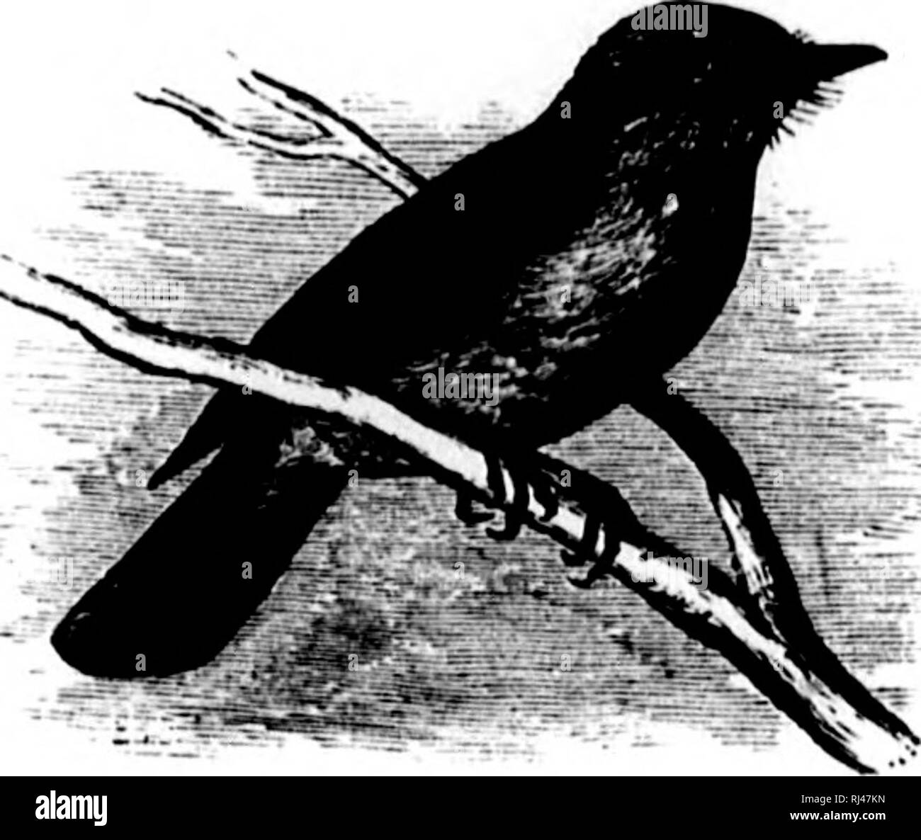. A history of North American birds [microform] : land birds. Birds; Ornithology; Oiseaux; Ornithologie. 388 X(MITII AMERICAN BIRDS. dull white towards tho edges. Female siniilai-, without tliy crest; the crown brown, like the buck ; the under parts whitish anteriorly, streaked with brown ; behind white, tinged with red or oehraeeoiis. Length of male about o.oO ; wing, .'!.2'); tail, 2.7.&quot;). Yuuiiq resenibhng the f'euiule, but lacking any trace of red, and with each feather of the upper parts liordered with whititih, producing a very variegated appearance. IIah. A'alleys of Rio Urande and Stock Photo