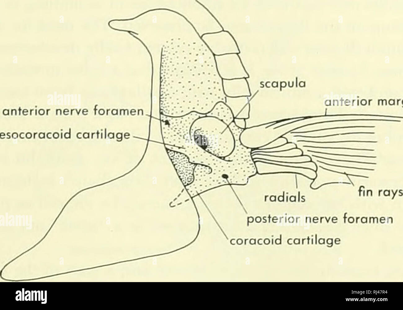 Chordate Morphology Morphology Animals Chordata Anterior Nerve Foramen Mesocoracoid Cartilage Anterior Margin Radials Y Posterior Nerve Foramen Coracoid Cartilage A Lepisosteus Please Note That These Images Are Extracted From Scanned
