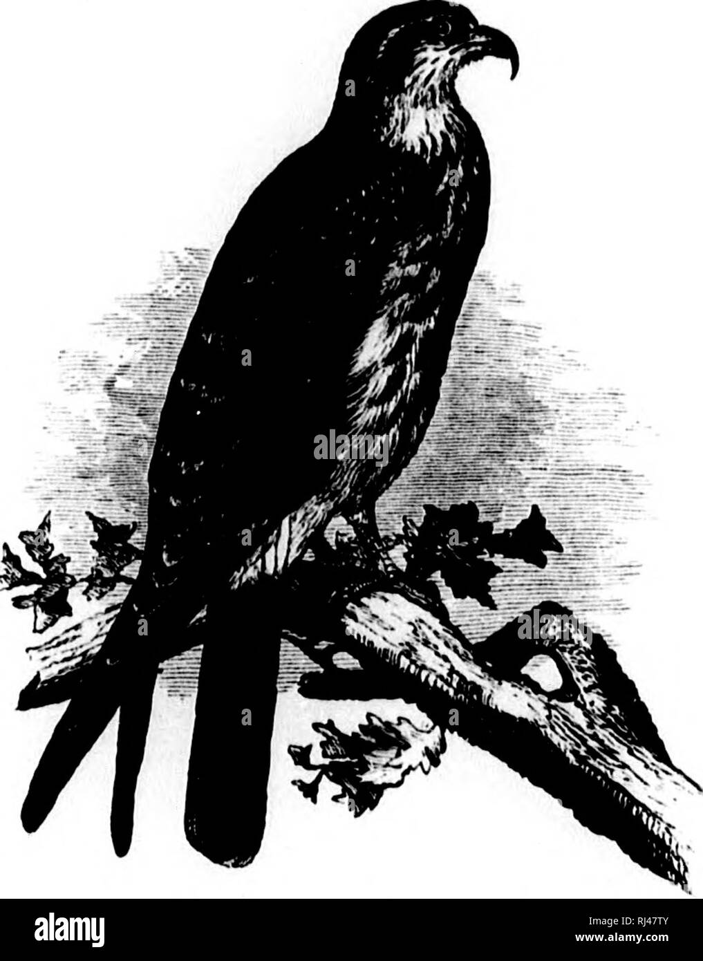 . A history of North American birds [microform] : land birds. Birds; Ornithology; Oiseaux; Ornithologie. FALCONID.E —THE FALCONS. 211 sticks somewhat carelessly arranged. It was built upon the toj) of some tall saw-gras.s, by which it was sujuiovtetl. Tliis gra.s3 was so luxuriant and thick that it bore Mr. Maynard uj) as he sought to reach the nest, which did not contain any ogns. On the 24th of March, Mr. Maynard discovered an- other nest (jf this .species. It was built in a bush of the Mug- nolia glaum, and was about four feet from the water. It con- taiued one egg. It was about one foot in Stock Photo