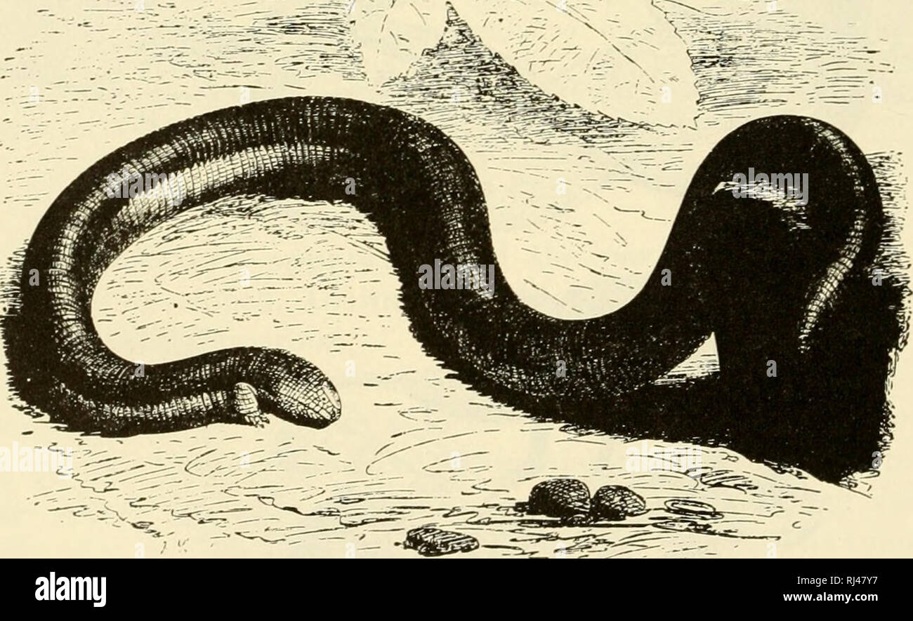. The chordates. Chordata. Fig. 377. Parietal eye of the legless lizard ...