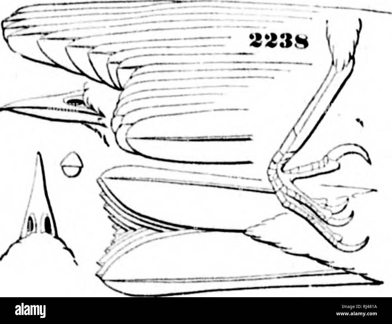 A History Of North American Birds Microform Land Birds Birds Ornithology Oiseaux Ornithologie Sylvrcolid E A The U Arbliohs 191 Genus Helminthophaga Cai Ax Udminlhoplmun Canams J I S Llcin Isr O 1851 Tyi P Sulria