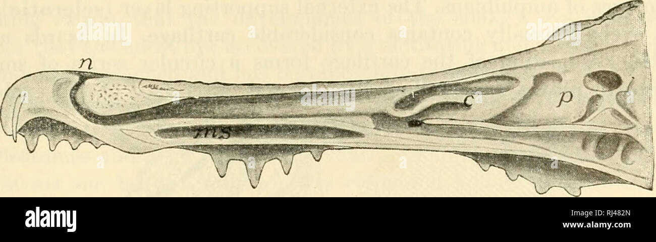 . The chordates. Chordata. Sauropsida: Class Reptilia 475. Fig. 367. Longitudinal section of nasal region of alligator, (c) Concha; (ms) maxillary sinus; (n) naris; (p) pseudoconcha. (After Gegenbaur. Courtesy, Kingsley: &quot;Comparative Anatomy of Vertebrates,&quot; Philadelphia, The Blakiston Company.) In reptiles the sense of taste is confined to the mouth. Lack of external organs of taste is probably offset by better development of the nasal organ of chemical sense, the olfactory organ. The efficiency of this organ depends in part on the extent of the nasal surface occupied by the olfacto Stock Photo