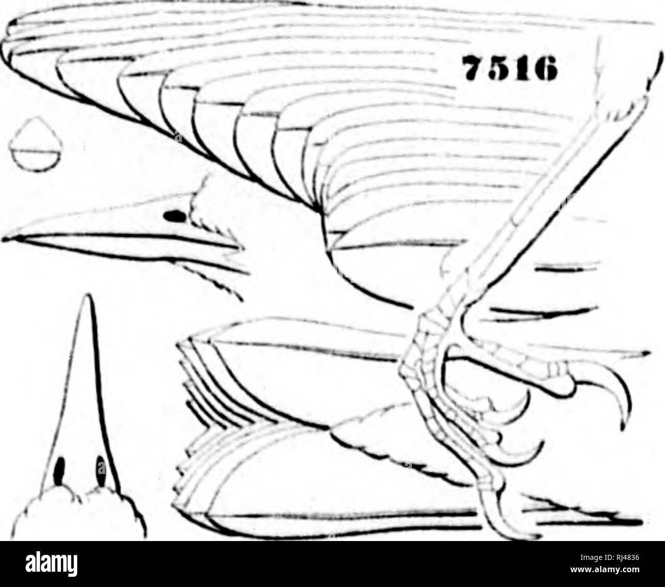 . A history of North American birds [microform] : land birds. Birds; Ornithology; Oiseaux; Ornithologie. SVl,VI('.l thre.' young bird's nearly fledg-d, was ].laced uj.on the ground at the foot of the slump, and in such a position that tlu; coh.r of the youug harmonized iHufeclly with tlu; bits of liark.,sticks, etc., lying about. My eye rested npon thein for the â second time before I made them out. They Imgged (he nest very elo.sely, but as I put down my hand tliiiy all .scampered olV with lond cries for helis which caused the parent birds to i)laee themselves almost within my reach." Si Stock Photo