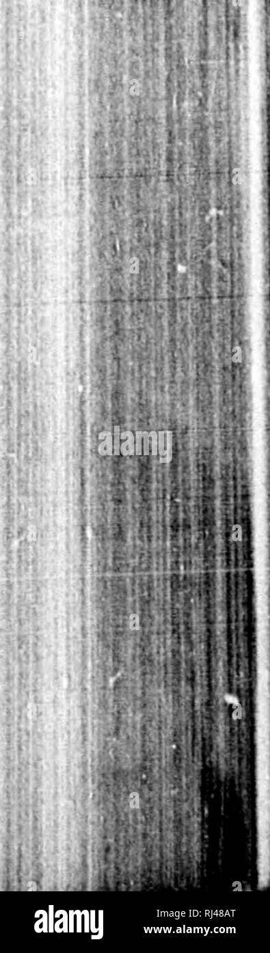 Male yellow bellied Black and White Stock Photos & Images - Alamy