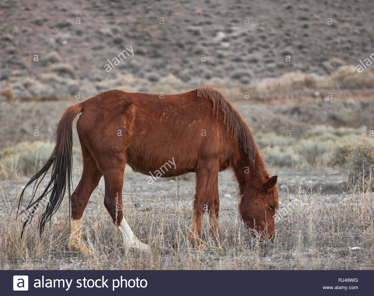 Brown Wild Mustang Horse Eating In The Nevada Desert Stock Photo Alamy