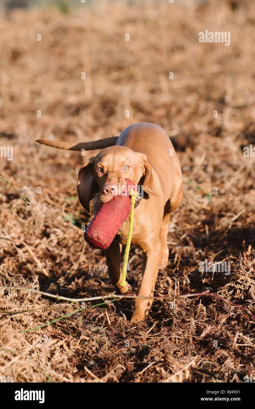 Hungarian Vizsla Puppy training with a dummy Stock Photo Alamy