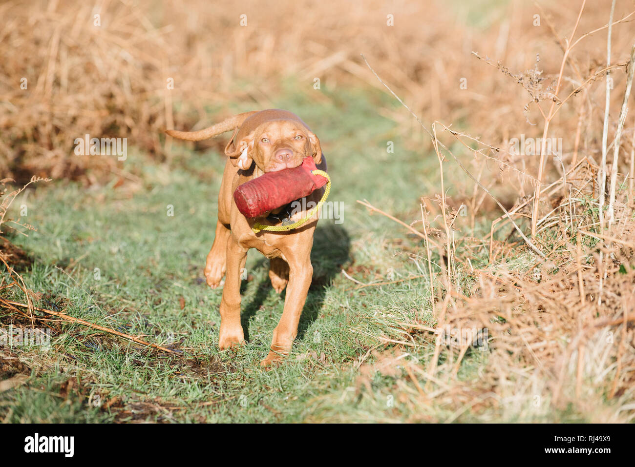 Hungarian Vizsla Puppy training with a dummy Stock Photo Alamy