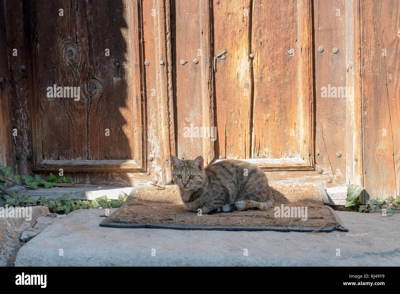 Cute Cat Sits On A Well Used Door Mat Outside A Weathered Old