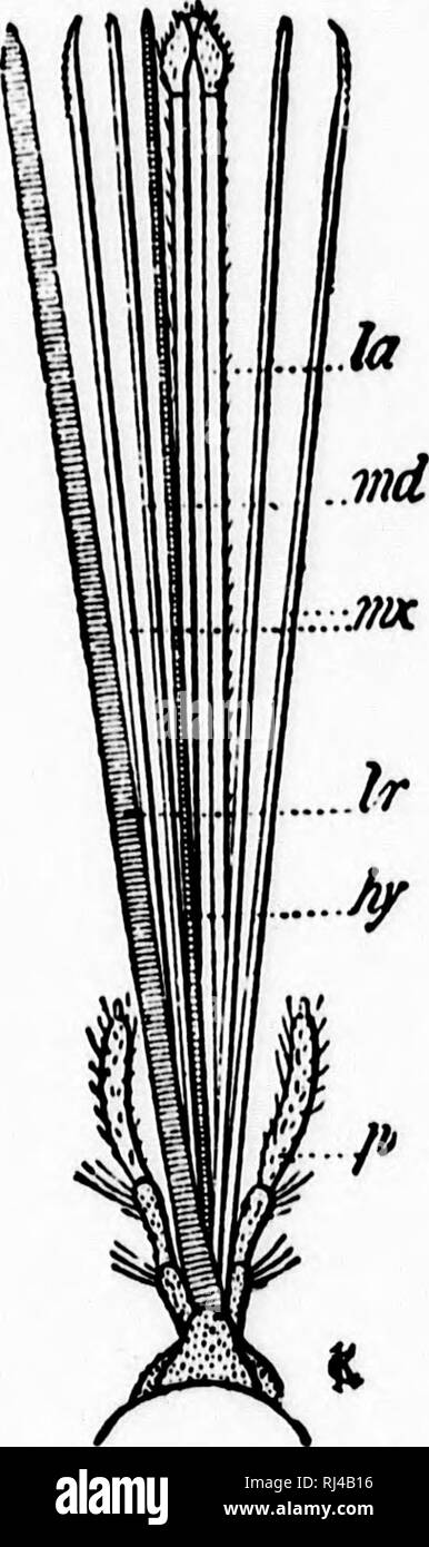 . A textbook of invertebrate morphology [microform]. Invertebrates ...