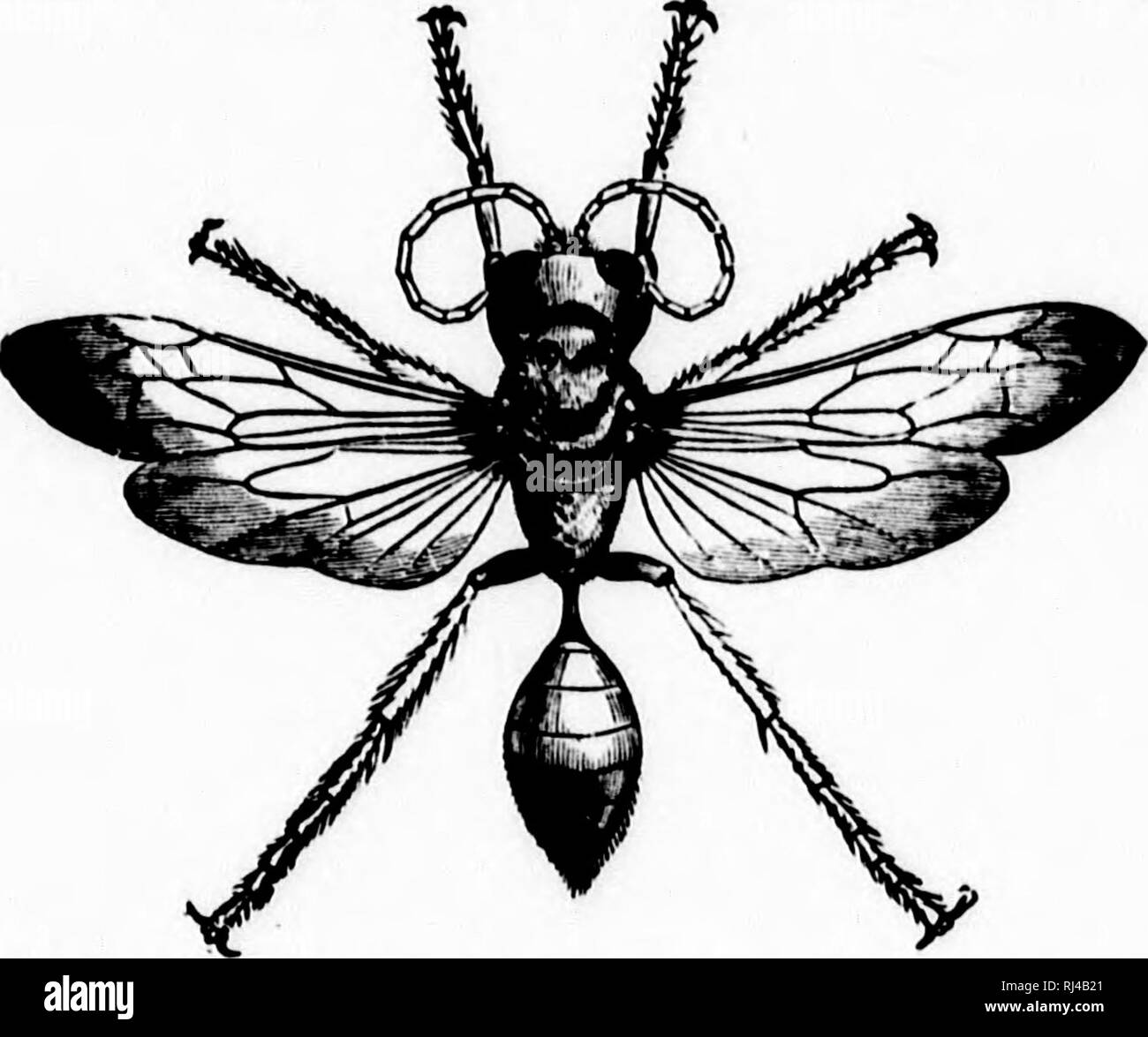 parasitism examples animals drawing