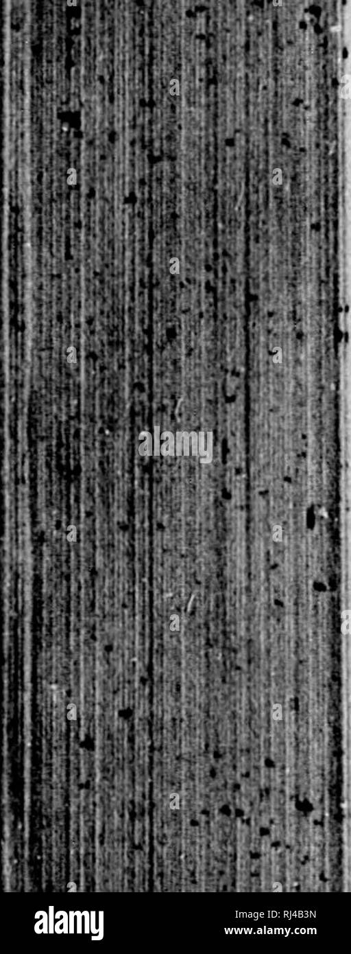 37g High Resolution Stock Photography And Images Alamy