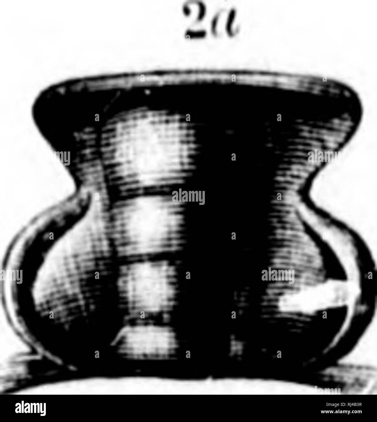 . Second contribution to the studies on the Cambrian faunas of North America [microform]. Paleontology; Arthropoda, Fossil; Arthropoda, Fossil; Paléontologie; Arthropodes fossiles; Arthropodes fossiles. . Please note that these images are extracted from scanned page images that may have been digitally enhanced for readability - coloration and appearance of these illustrations may not perfectly resemble the original work.. Walcott, Charles D. (Charles Doolittle), 1850-1927; United States. Geological Survey. Washington : G. P. O. Stock Photo