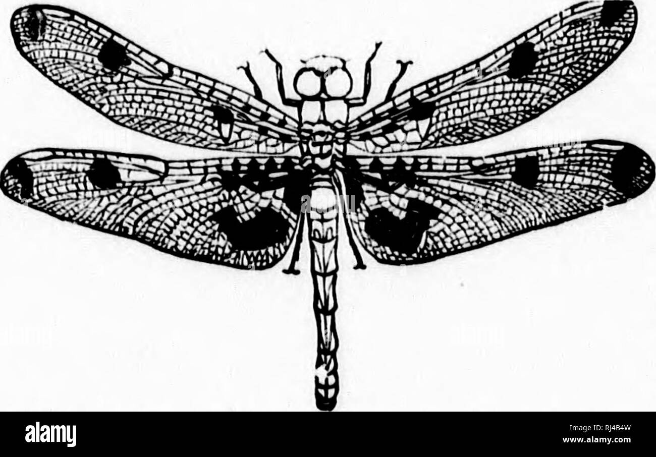 . A textbook of invertebrate morphology [microform]. Invertebrates