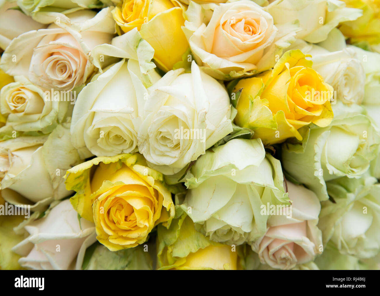 Natural Colorful Roses fresh natural roses colorful bouquet background Stock Photo - Alamy