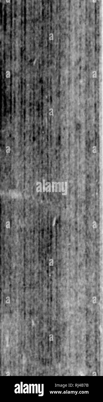Proa Black And White Stock Photos Images Alamy Proa Black And White Stock Photos Images Alamy
