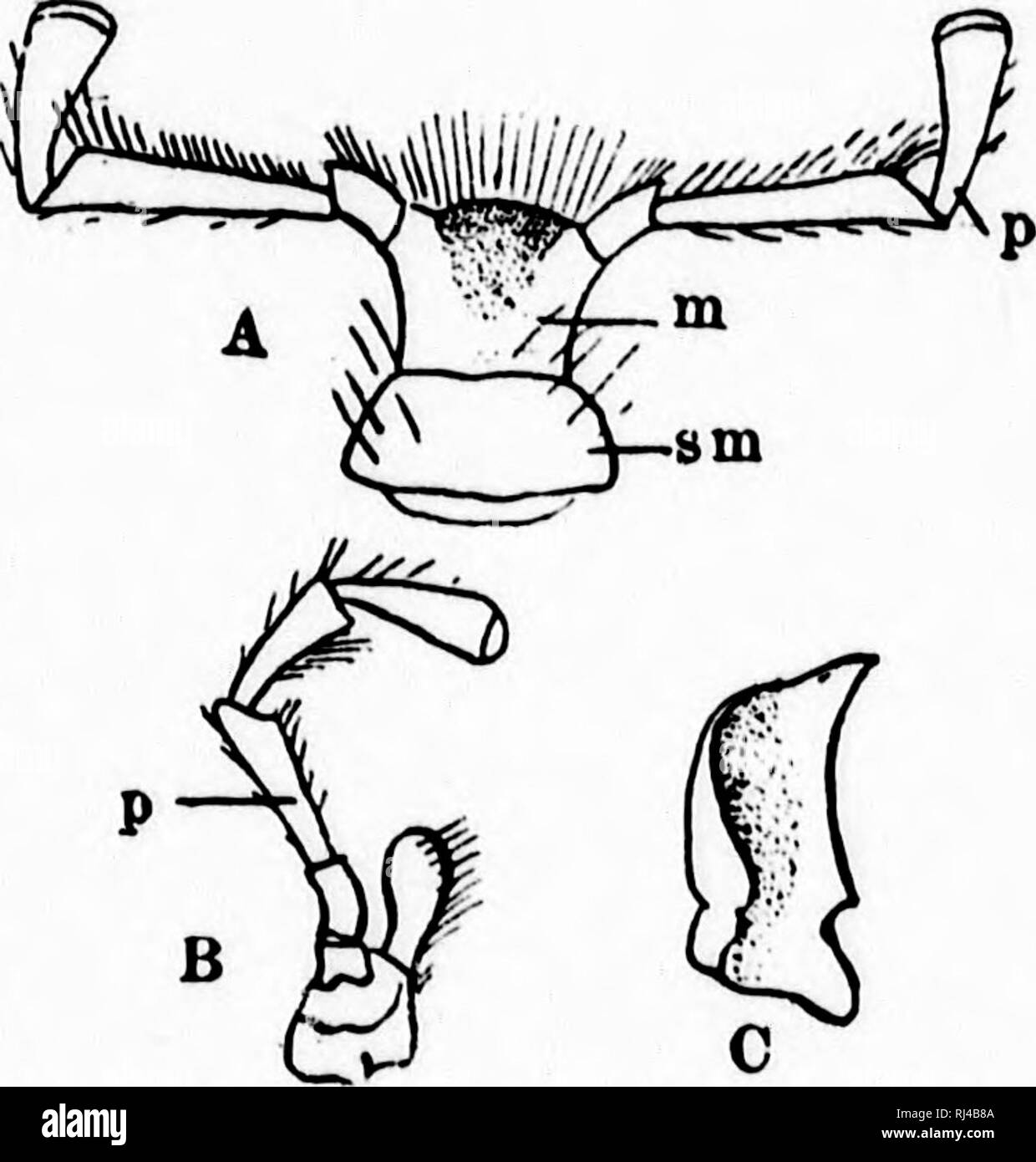 . A textbook of invertebrate morphology [microform]. Invertebrates