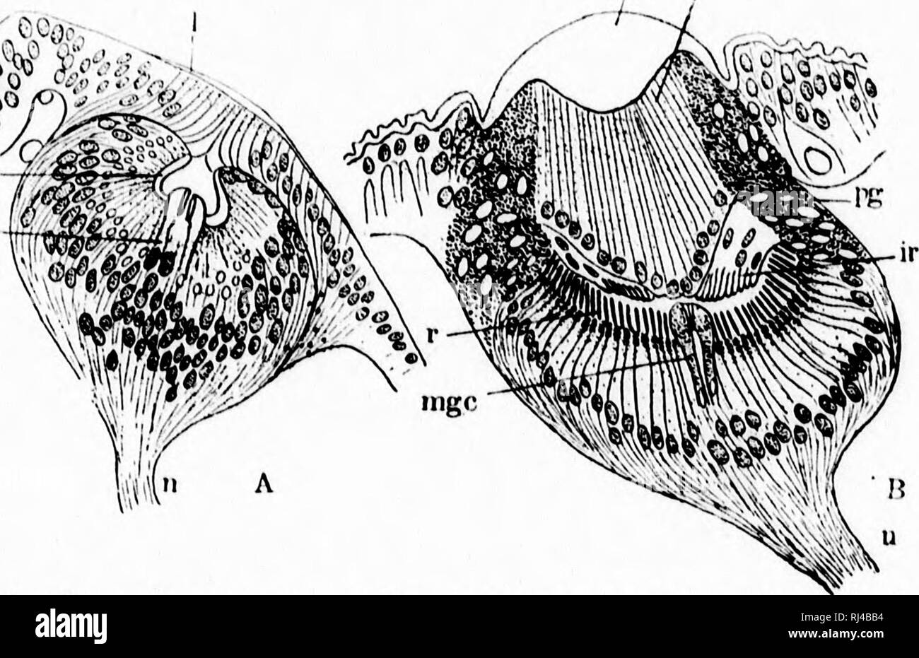 . A textbook of invertebrate morphology [microform]. Invertebrates ...