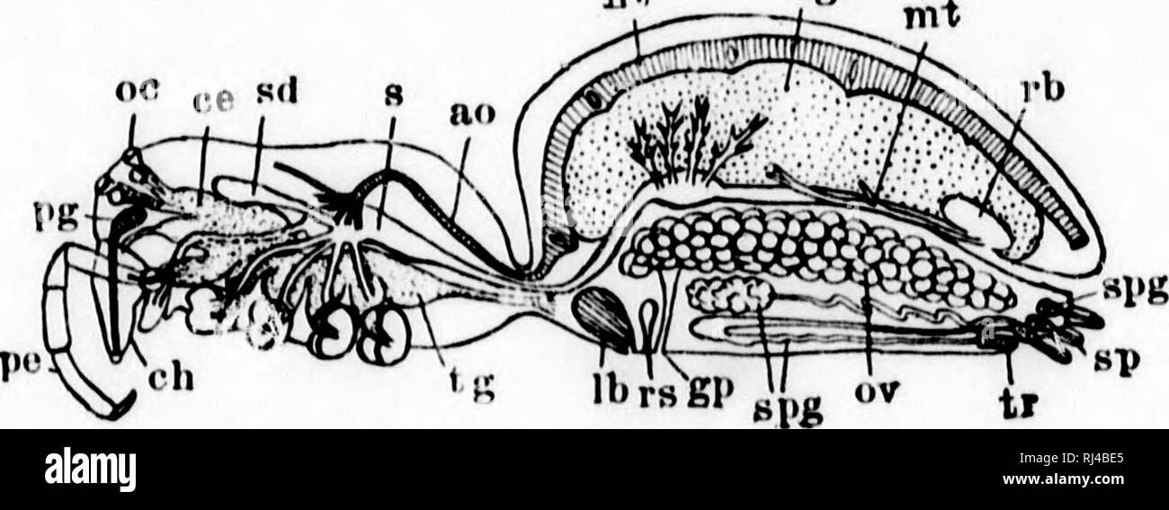 . A textbook of invertebrate morphology [microform]. Invertebrates; Morphology (Animals); Invertébrés; Morphologie (Animaux). TYPE AUACIINIDA. 449 »se 1(1 le n- to lir of is uusegmeuteil, as is also the alxloinen, whicli is an oval, spherical, or sometimes irref^ulariy-sliapetl region which narrows suddenly auteri(jrly so as to m much narrower than the ce[)halothorax. I'he chelicera' j)roject somewhat in front of the cephalothorax and each consists of a broad basal joint and a terminal strong claw which may be Hexed upon the basal joint, and has opening at its tip the duct of a ]K)ison- glan Stock Photo