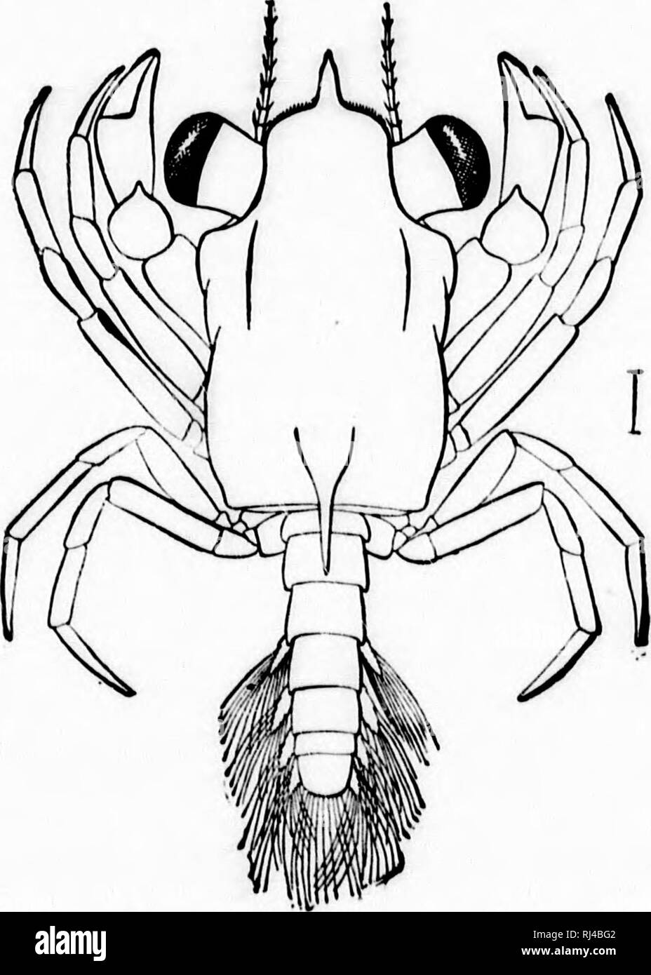 . A textbook of invertebrate morphology [microform]. Invertebrates; Morphology (Animals); InvertÃ©brÃ©s; Morphologie (Animaux). ,â . ii*aSaij*aiiiiÂ»i*MA-i TYPE CRUSTACEA. 421 or rather to one in which the pereiopods are indicated but not fully developed, the term Metazola is applied. Further- more in certain Macrura, such as Scyllarns and Pulinurm, the Mysis stage is represented by peculiarly-shaped transparent larvae which have been termed FhyUosoma, or glass-crabs. The carapace is divided into two portions, of Avhich the an- terior or larger covers in the head region and the posterior the t Stock Photo