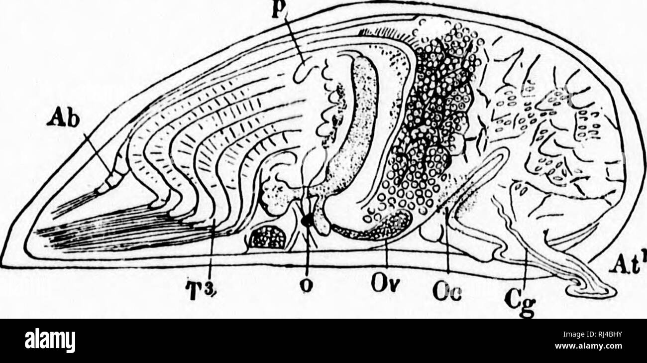 . A textbook of invertebrate morphology [microform]. Invertebrates ...