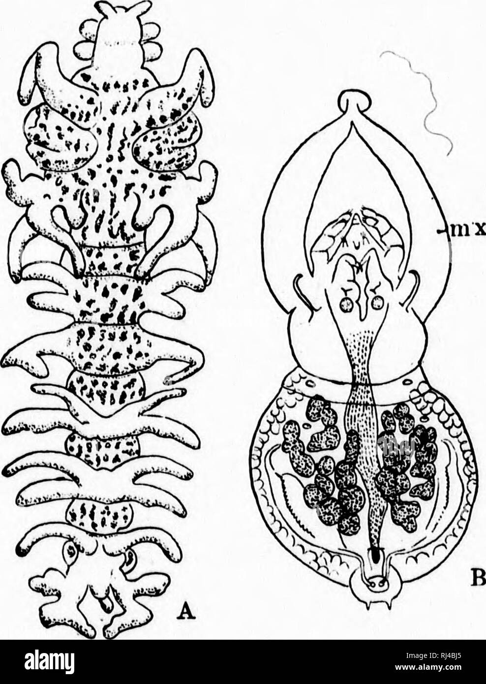 . A textbook of invertebrate morphology [microform]. Invertebrates