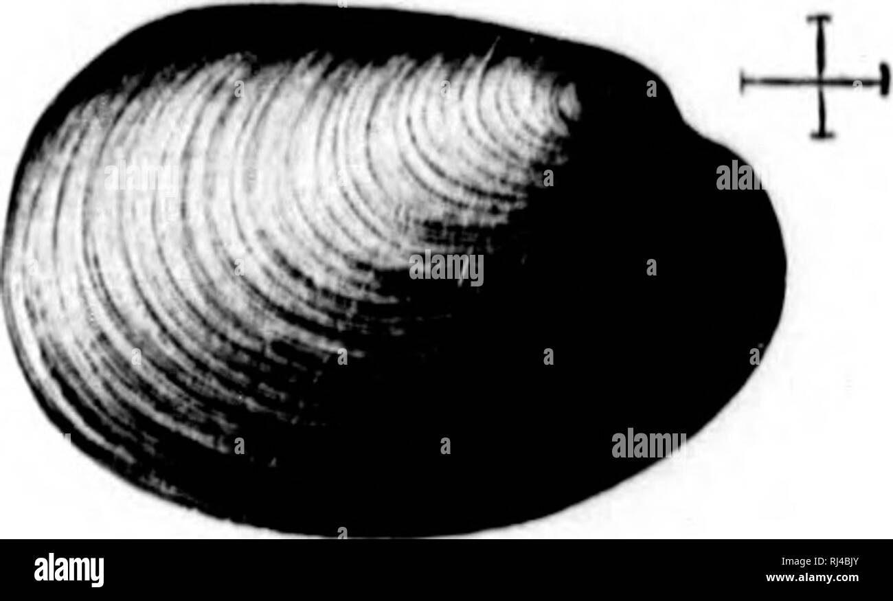 . Second contribution to the studies on the Cambrian faunas of North America [microform]. Paleontology; Arthropoda, Fossil; Arthropoda, Fossil; Paléontologie; Arthropodes fossiles; Arthropodes fossiles. . Please note that these images are extracted from scanned page images that may have been digitally enhanced for readability - coloration and appearance of these illustrations may not perfectly resemble the original work.. Walcott, Charles D. (Charles Doolittle), 1850-1927; United States. Geological Survey. Washington : G. P. O. Stock Photo