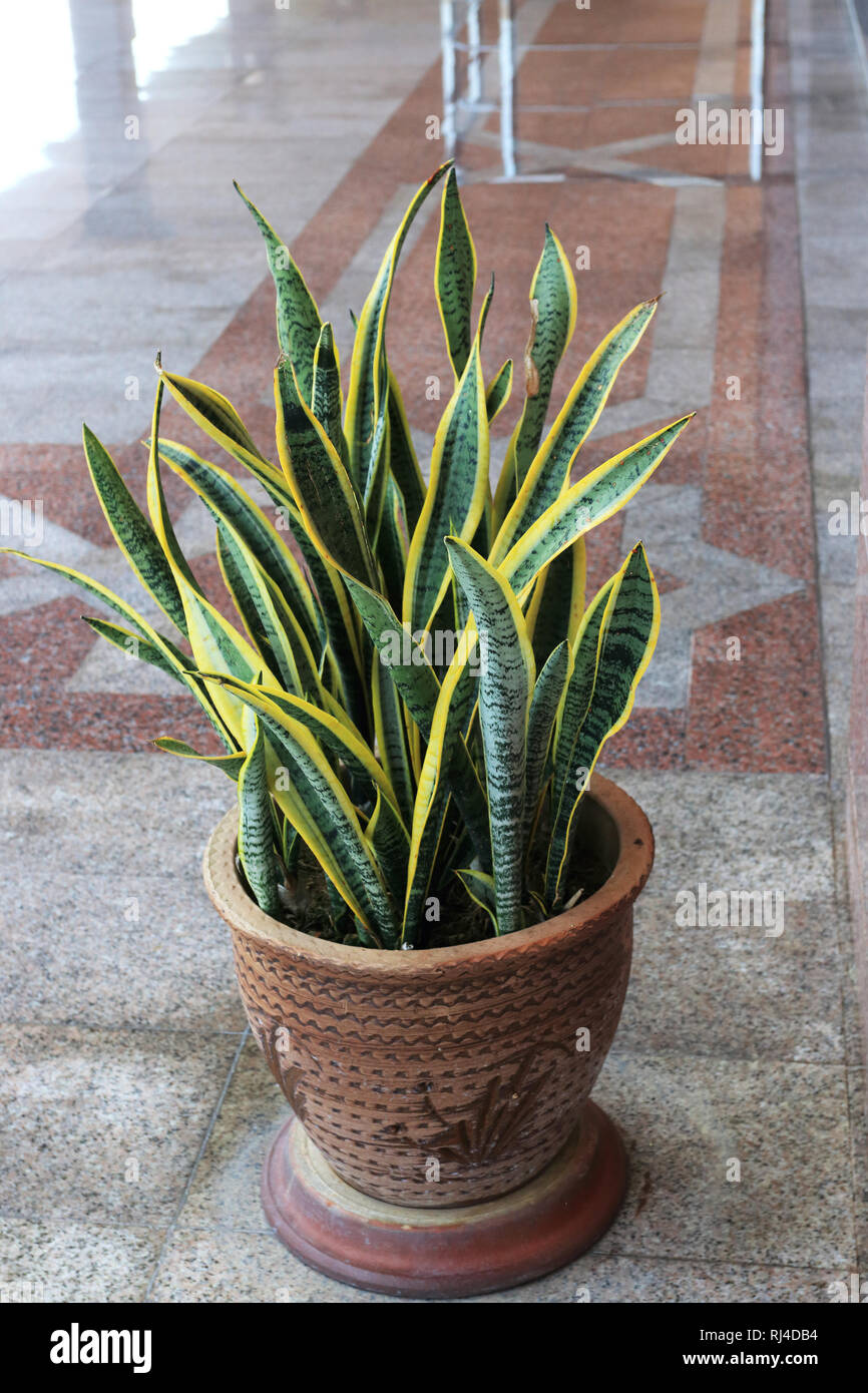 Sansevieria trifasciata or known as Mother in law's tongue Stock Photo