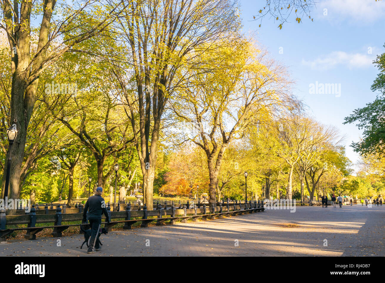Scenic landscape and people exercising/jogging/walking/riding through Central Park New York during the colorful Autumn/Fall season Stock Photo
