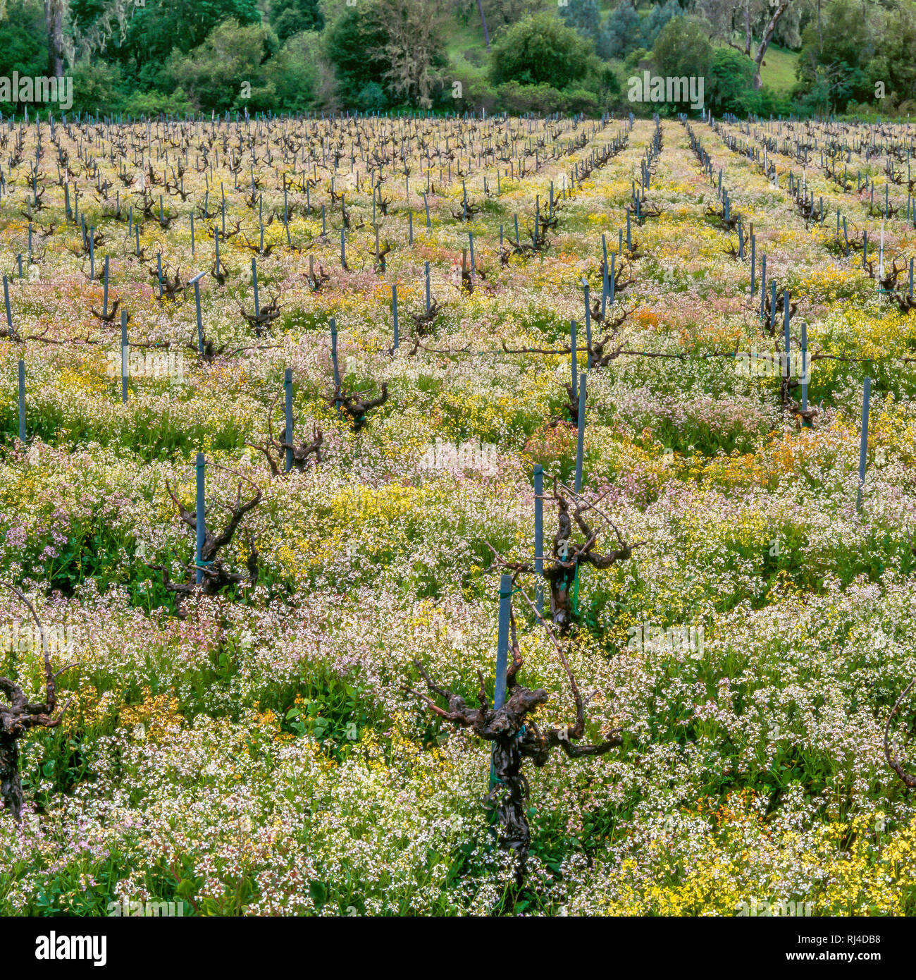 Wildflowers, Vineyards, Pope Valley, Napa County, California Stock Photo