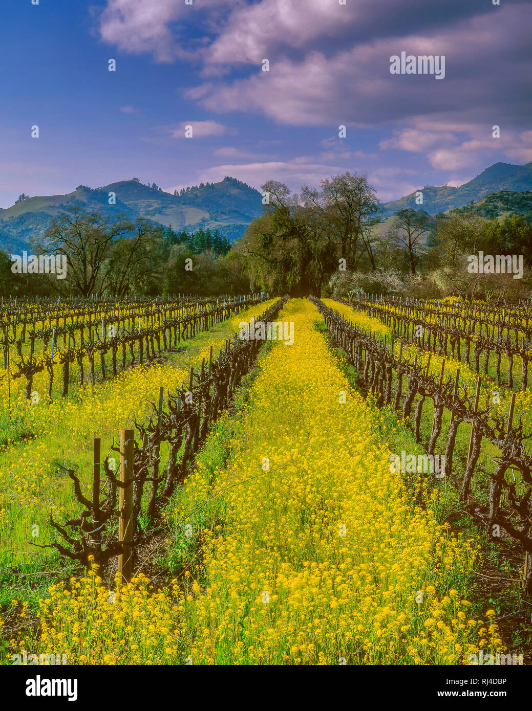 Mustard, Grapevines, Calistoga, Napa Valley, California Stock Photo